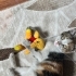 Bina arasında ve bahçede yaşıyor fotoğraf