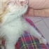 Çok acil süt anne veya bakımından anlayan gönüllü aranıyor fotoğraf