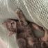 Tatlı mı tatlı uysal akıllı bir dişi kedi fotoğraf