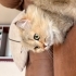 Dünyanın en sakin kedisi fotoğraf