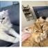 Dünyanın en sakin kedisi fotoğraf