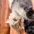 Dünyanın en sakin kedisi fotoğraf