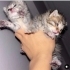 Bebek bakımından anlayan yuva aranıyor fotoğraf