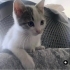 Maviş yuva arıyor fotoğraf