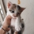 Yavru kediler anne sütü emiyor fotoğraf