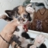Yavru kediler anne sütü emiyor fotoğraf