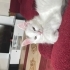 Akıllı uslu şilaa fotoğraf