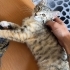 Kedime güvenilir yuva arıyorum fotoğraf