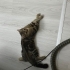Çok sevecen sırnaşık badem fotoğraf