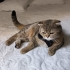 AŞILARI TAM VE ÇİPLİ SCOTTISH FOLD..!! fotoğraf