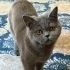British Shorthair 5,5 aylık ücretsiz sahiplendirme fotoğraf