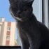 British Shorthair 5,5 aylık ücretsiz sahiplendirme fotoğraf