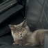 British Shorthair 5,5 aylık ücretsiz sahiplendirme fotoğraf
