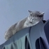 British Shorthair 5,5 aylık ücretsiz sahiplendirme fotoğraf