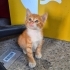 ÇOK GARİBANLAR VE ZORDALAR NE OLUR YUVA OLUN fotoğraf
