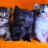 Ölmek üzereyken Kömürlükten Kurtarıldı 3 Kardeş fotoğraf