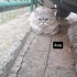 Sokağa terk edildiler fotoğraf