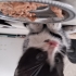 Ankara Mamak 1 aylık yavru kedi fotoğraf