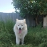Oyuncu ve Uysal 19 aylık Alaska kurdu fotoğraf