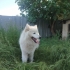 Oyuncu ve Uysal 19 aylık Alaska kurdu fotoğraf
