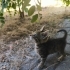 ANNESİZ KÜÇÜK KEDİ fotoğraf