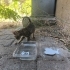ANNESİZ KÜÇÜK KEDİ fotoğraf