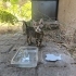 ANNESİZ KÜÇÜK KEDİ fotoğraf