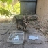 ANNESİZ KÜÇÜK KEDİ fotoğraf