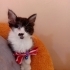 ACILARIN  KEDİSİYİM. Mia fotoğraf