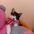 ACILARIN  KEDİSİYİM. Mia fotoğraf