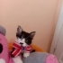ACILARIN  KEDİSİYİM. Mia fotoğraf