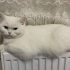 1 yaşinda uysal kizimiza yuva arıyoruz. fotoğraf