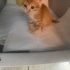 ÇOK TATLI 2.5 aylık erkek sarman ömürlük evini arıyor! fotoğraf