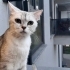 Acil yuva arıyor fotoğraf