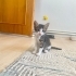 Sokakta savunmasız hasta bulunan yavru kediler fotoğraf