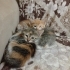 guzel kızımıza guzel bir yuva🐾 fotoğraf