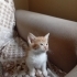 guzel kızımıza guzel bir yuva🐾 fotoğraf