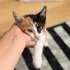 Minik Paren'e Yeni bir Yuva fotoğraf