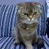 SCOTTISH FOLD KISIR..!! VETERİNERDEN..!! fotoğraf