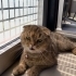 SCOTTISH FOLD KISIR..!! VETERİNERDEN..!! fotoğraf