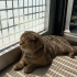 SCOTTISH FOLD KISIR..!! VETERİNERDEN..!! fotoğraf