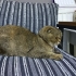 SCOTTISH FOLD KISIR..!! VETERİNERDEN..!! fotoğraf