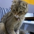 SCOTTISH FOLD KISIR..!! VETERİNERDEN..!! fotoğraf