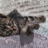 Ankara Mamak 1 aylık yavru kedi fotoğraf