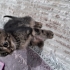 Ankara Mamak 1 aylık yavru kedi fotoğraf