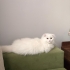 Yuki yeni yuvasını ariyor fotoğraf