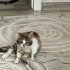 Dükkan Kepenkinin arasından kurtarıldı fotoğraf