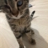 Görme engelli kedime acil yuva arıyorum fotoğraf