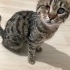 Görme engelli kedime acil yuva arıyorum fotoğraf