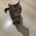 Görme engelli kedime acil yuva arıyorum fotoğraf